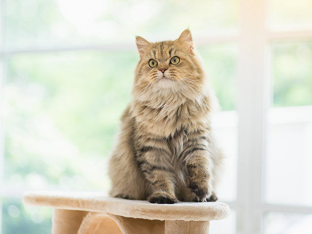 REALIZE株式会社 | 愛猫と快適に暮らす家