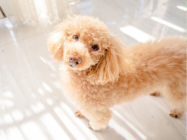REALIZE株式会社 | 愛犬・愛猫と快適に暮らす家