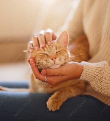 REALIZE株式会社 | 愛犬・愛猫と快適に暮らす家