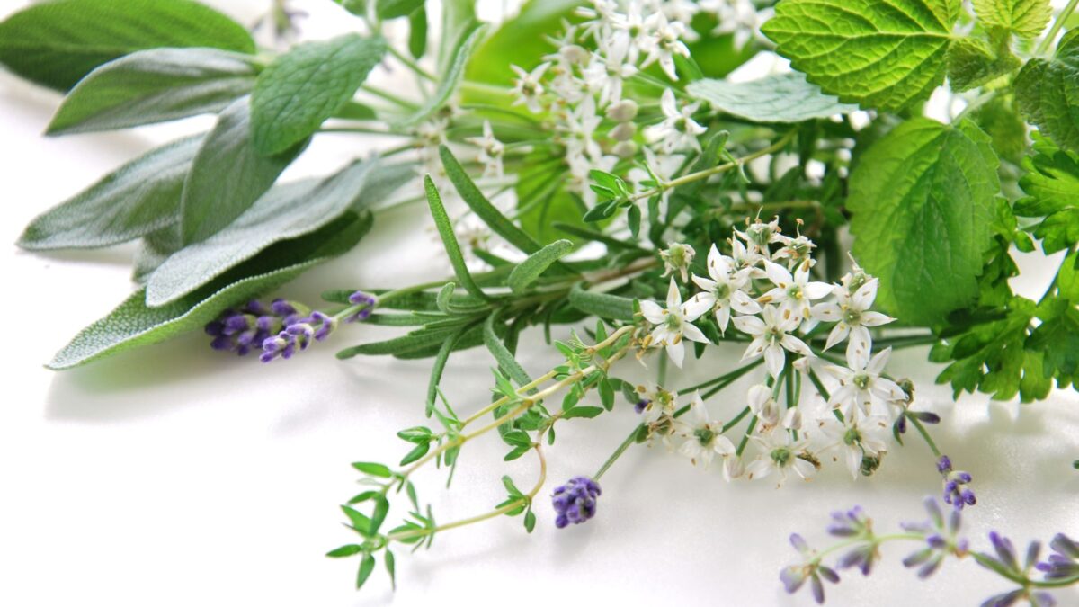 romarin-plantes-vertes-seaux-métalliques-treillis-bois