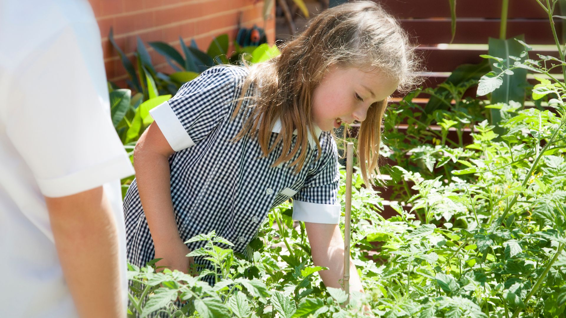 家庭菜園のメリットとデメリットを解説！屋上で野菜づくりを楽しむために