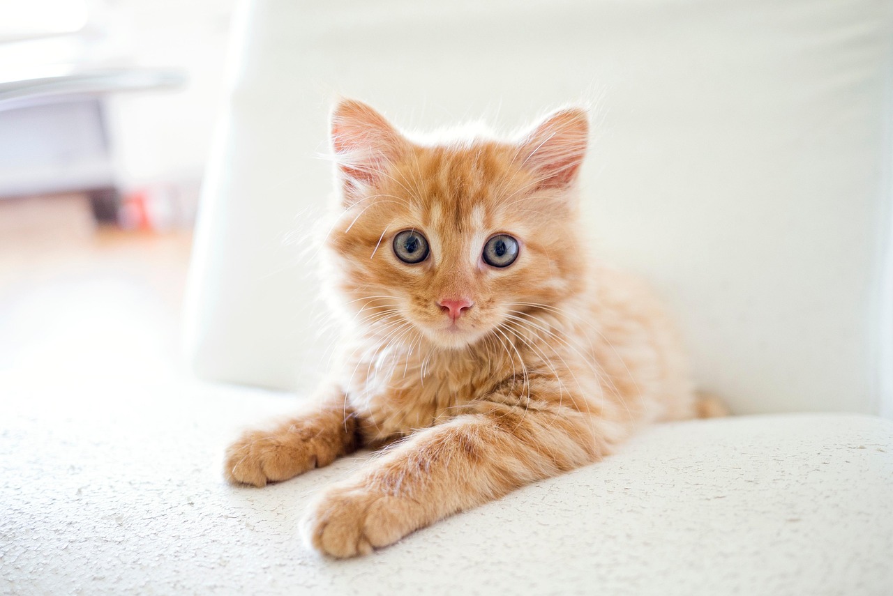 【大阪版】猫の暑さ対策おすすめグッズ紹介！留守番も安心、夏の熱中症から愛猫を守る方法